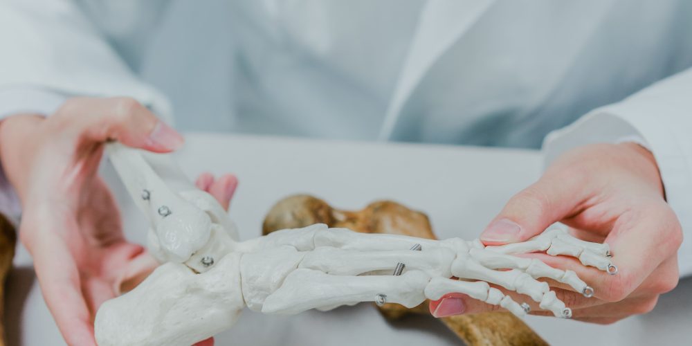 midsection-scientist-holding-skeletons-table